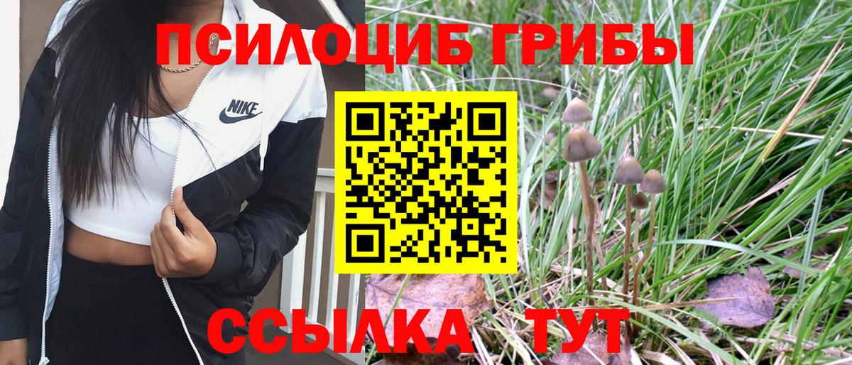 Псилоцибиновые грибы Cubensis Губкинский